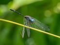 Dythemis nigra (Blue-eyed Setwing) male.jpg